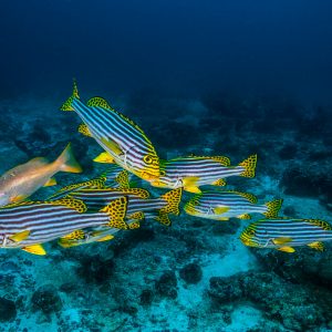 getty-images-2D261fU7oZA-unsplash Fishing Charters