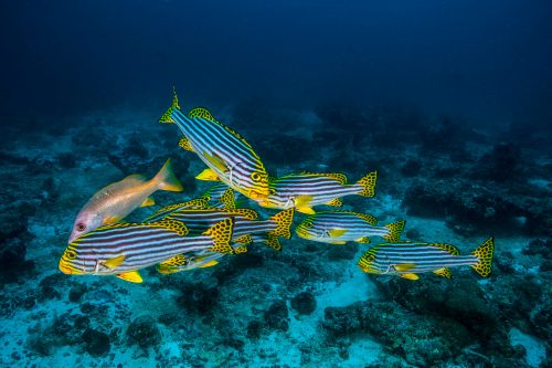 getty-images-2D261fU7oZA-unsplash Fishing Charters