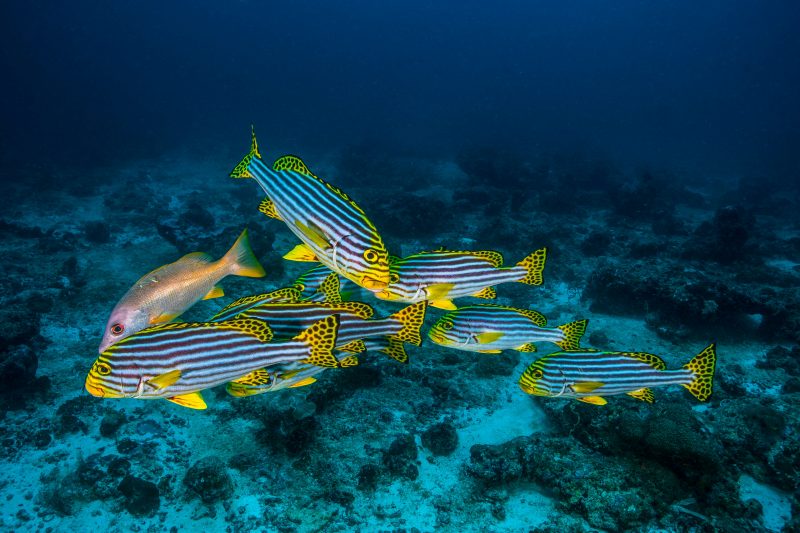 getty-images-2D261fU7oZA-unsplash Fishing Charters