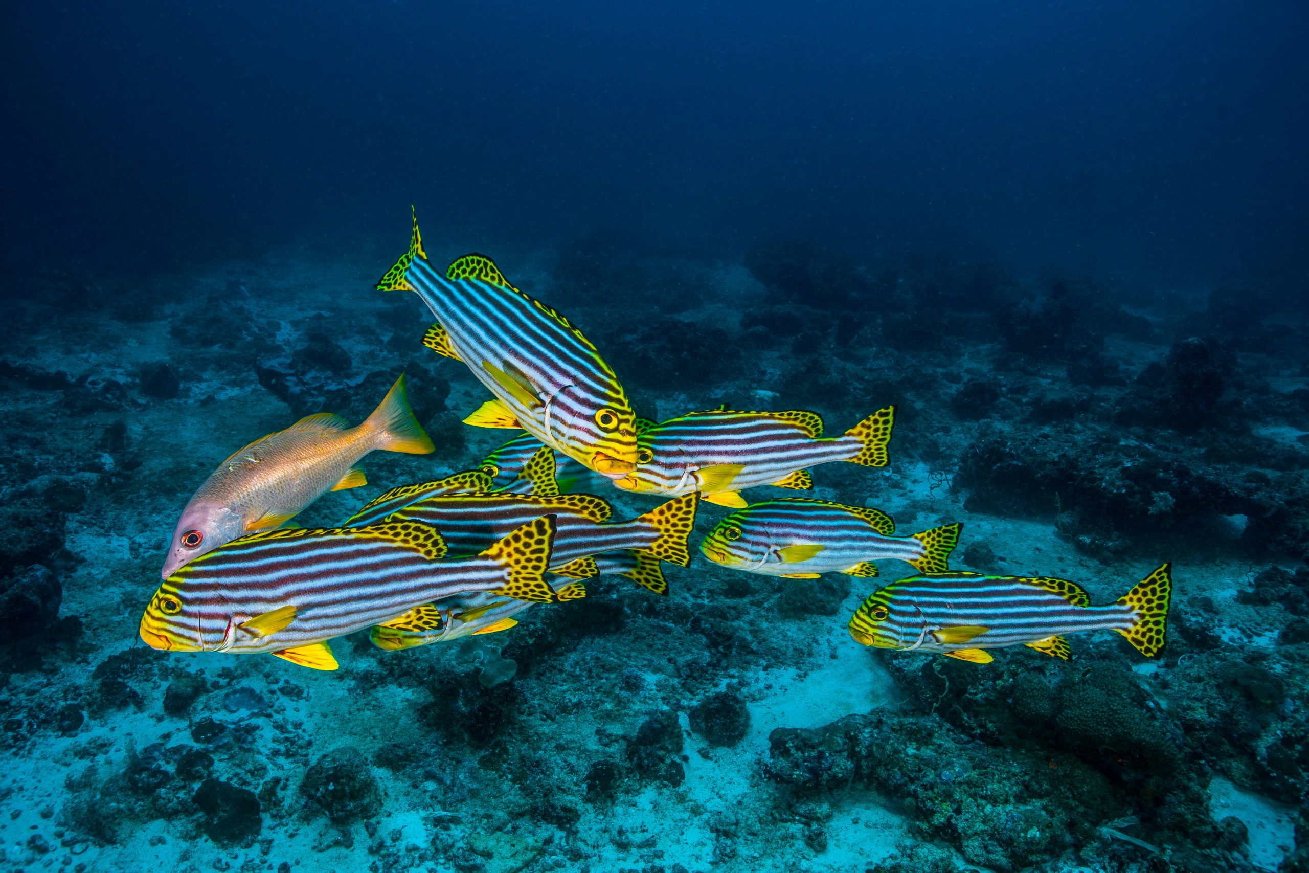 Fishing Charters