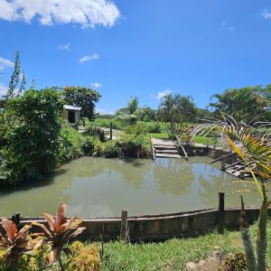 unnamed Sabeto Hot Springs & Mud Pool Entry Ticket with Round-Trip Transfer